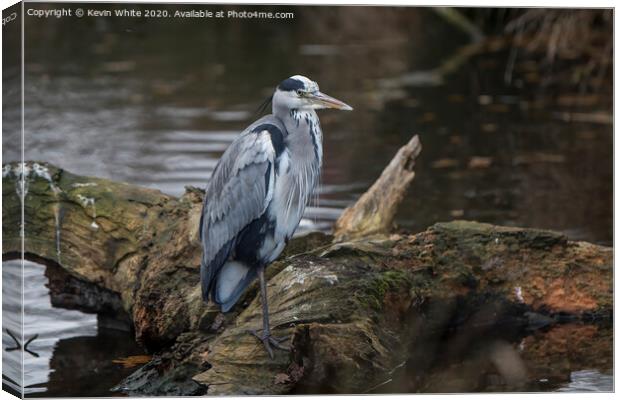 Grey Heron on one leg Canvas Print by Kevin White