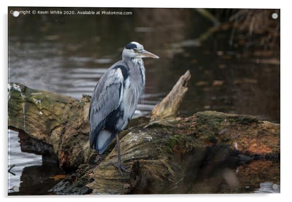 Grey Heron on one leg Acrylic by Kevin White