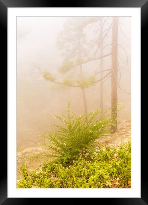Misty forest, Tenerife Framed Mounted Print by Phil Crean