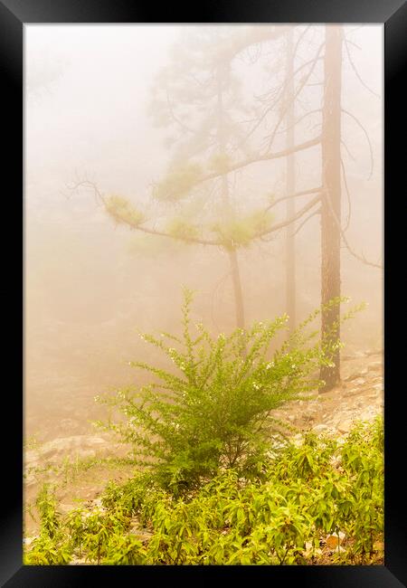 Misty forest, Tenerife Framed Print by Phil Crean