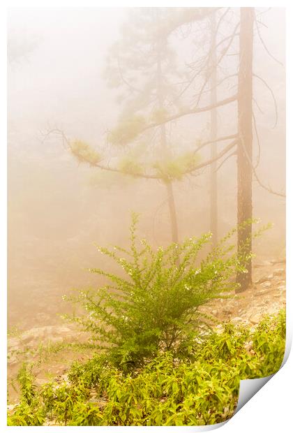 Misty forest, Tenerife Print by Phil Crean