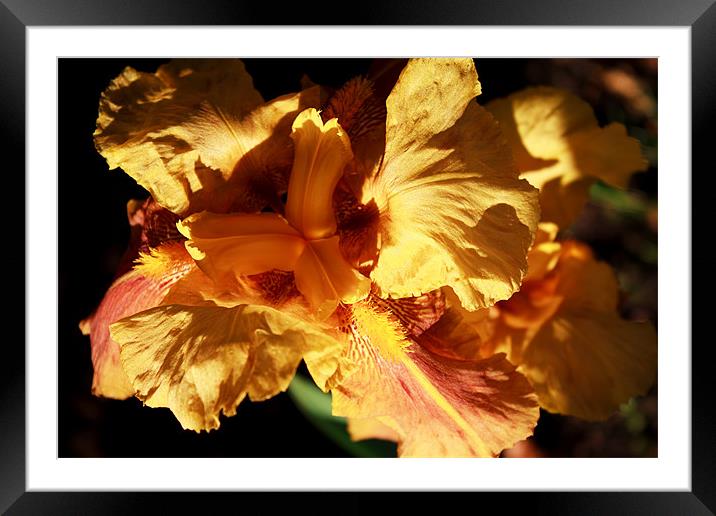Yellow Iris Framed Mounted Print by Ian Jeffrey