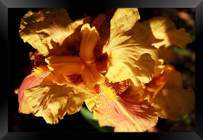 Yellow Iris Framed Print by Ian Jeffrey
