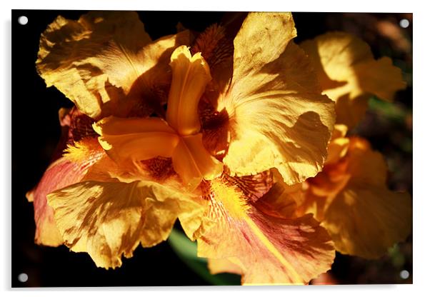Yellow Iris Acrylic by Ian Jeffrey