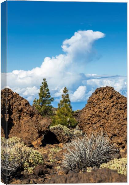 Two pines and cloud Canvas Print by Phil Crean