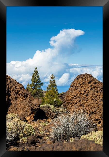 Two pines and cloud Framed Print by Phil Crean