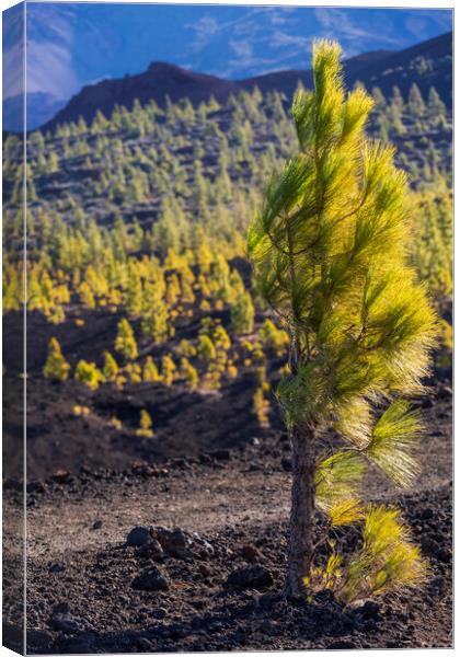 Windswept Canarian pine Canvas Print by Phil Crean