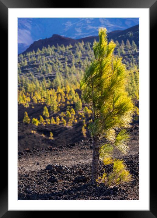 Windswept Canarian pine Framed Mounted Print by Phil Crean