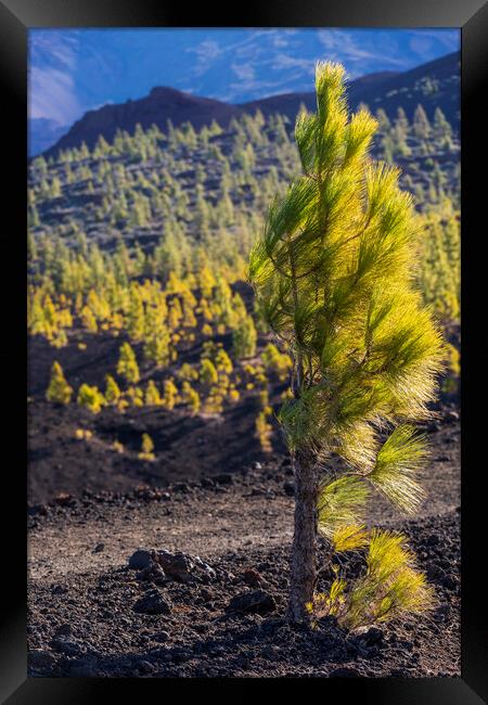 Windswept Canarian pine Framed Print by Phil Crean