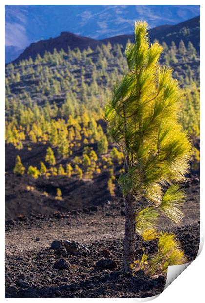 Windswept Canarian pine Print by Phil Crean