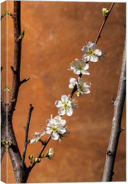 White almond flower Canvas Print by Phil Crean