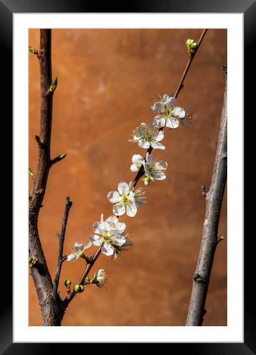 White almond flower Framed Mounted Print by Phil Crean