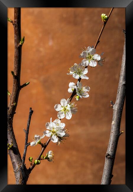 White almond flower Framed Print by Phil Crean