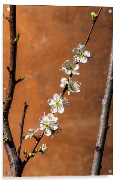 White almond flower Acrylic by Phil Crean