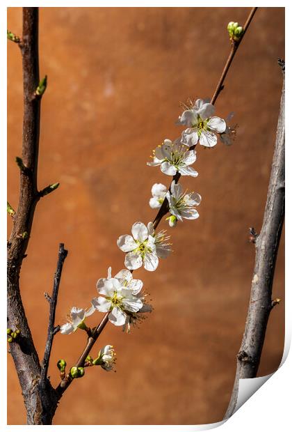 White almond flower Print by Phil Crean