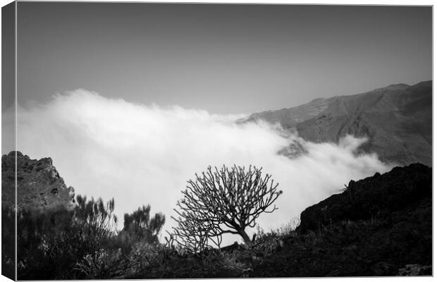 Cloud and shrub on mountain ridge Canvas Print by Phil Crean