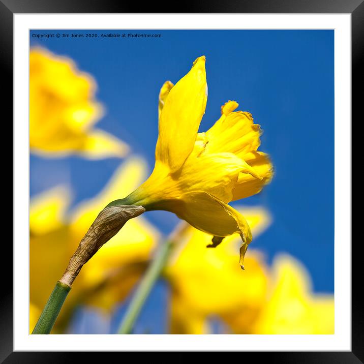 Blue and Yellow Square Framed Mounted Print by Jim Jones