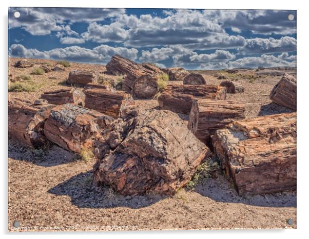 Petrified Forest near Holbrook, Arizona  Acrylic by Frank Bach