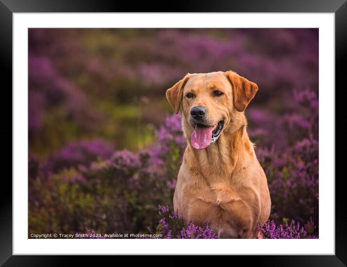 Labrador in the Heather Framed Mounted Print by Tracey Smith