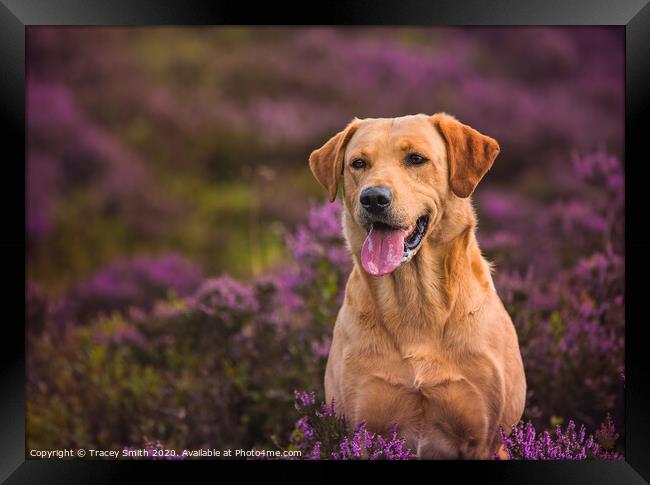 Labrador in the Heather Framed Print by Tracey Smith