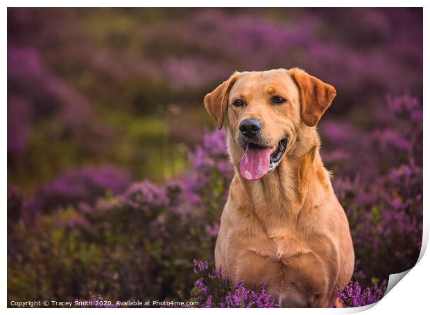 Labrador in the Heather Print by Tracey Smith