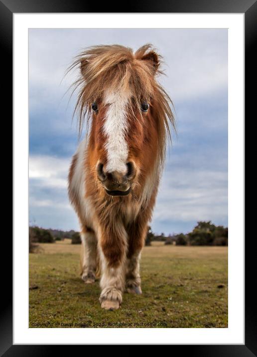 New Forest pony Framed Mounted Print by David Belcher