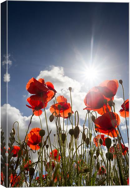 Summer Meadow - Poppies Canvas Print by Simon Wrigglesworth