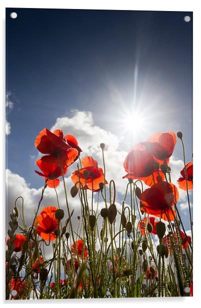 Summer Meadow - Poppies Acrylic by Simon Wrigglesworth