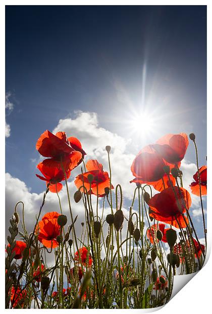 Summer Meadow - Poppies Print by Simon Wrigglesworth