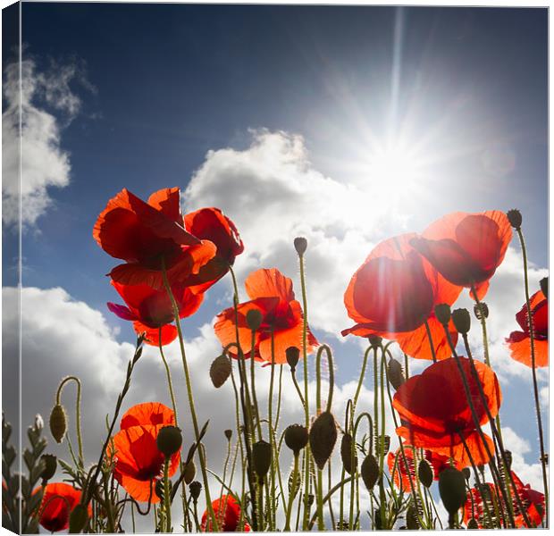 Popping - Poppies Canvas Print by Simon Wrigglesworth