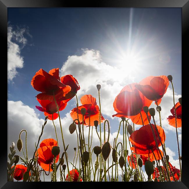 Popping - Poppies Framed Print by Simon Wrigglesworth