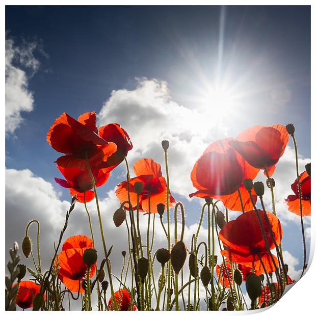 Popping - Poppies Print by Simon Wrigglesworth