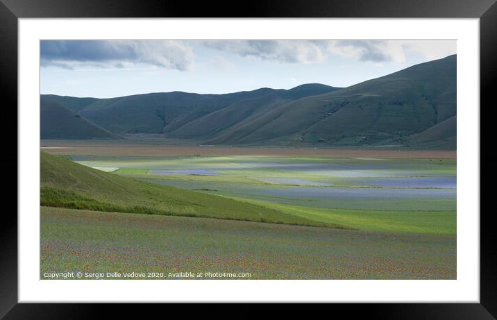 the flowering of lentil crops field Framed Mounted Print by Sergio Delle Vedove