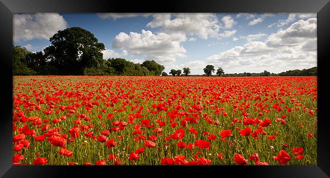 A Poppy or Two Framed Print by Simon Wrigglesworth