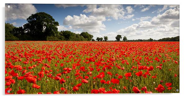 A Poppy or Two Acrylic by Simon Wrigglesworth