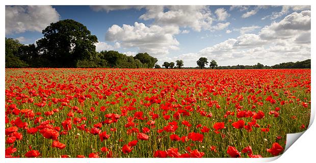 A Poppy or Two Print by Simon Wrigglesworth