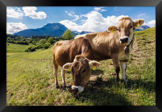 Alpine Cows Austria Framed Print by Pearl Bucknall