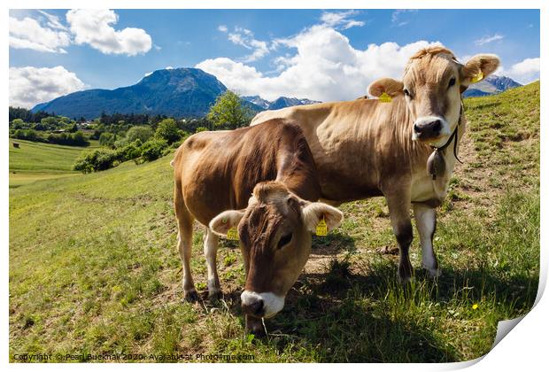 Alpine Cows Austria Print by Pearl Bucknall
