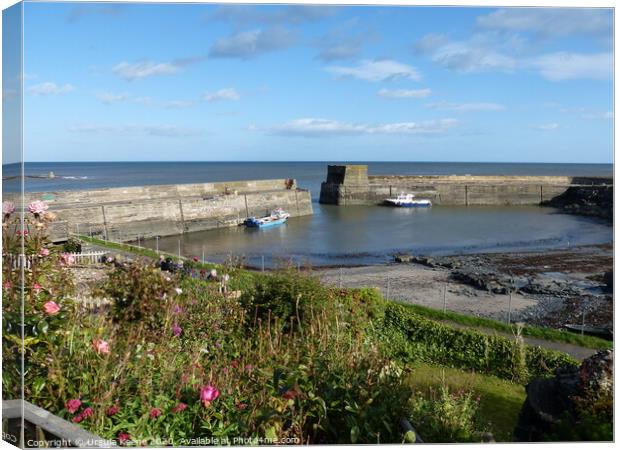 Craster harbour Canvas Print by Ursula Keene