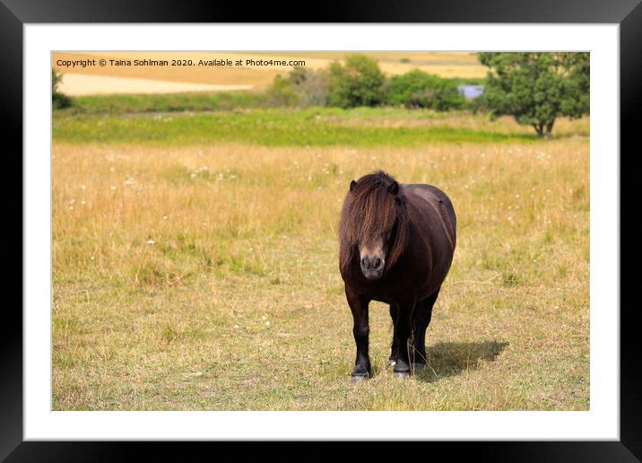 Brown Pony in Field Framed Mounted Print by Taina Sohlman