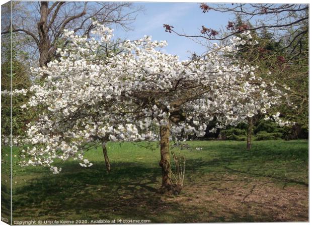 Apple blossom in Kent Canvas Print by Ursula Keene