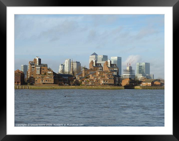 Canary Wharf seen from the River Thames  Framed Mounted Print by Ursula Keene