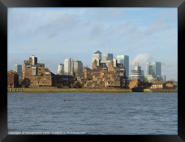 Canary Wharf seen from the River Thames  Framed Print by Ursula Keene