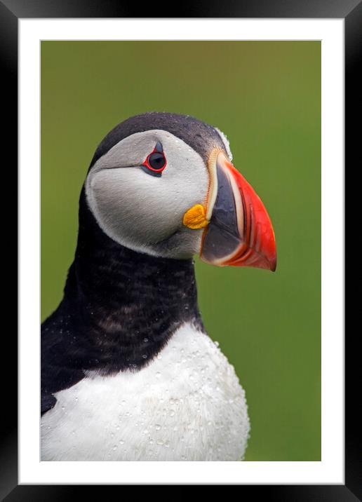 Atlantic Puffin Framed Mounted Print by Arterra 