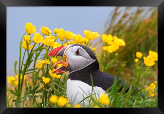 Atlantic Puffin among Wildflowers Framed Print by Arterra 