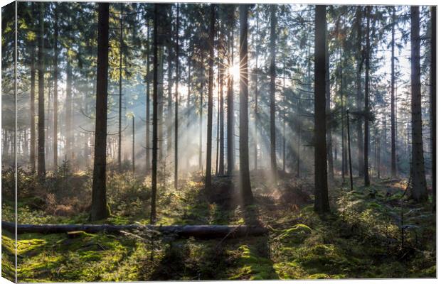 Sunrays Shining Through Misty Forest Canvas Print by Arterra 