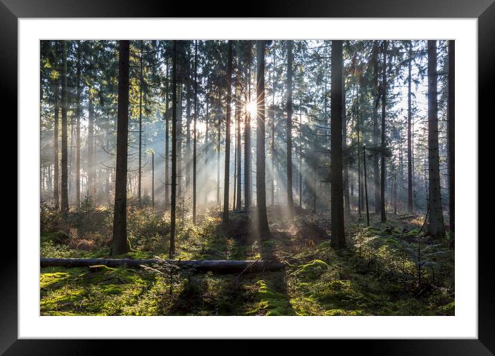 Sunrays Shining Through Misty Forest Framed Mounted Print by Arterra 