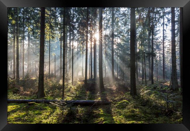 Sunrays Shining Through Misty Forest Framed Print by Arterra 