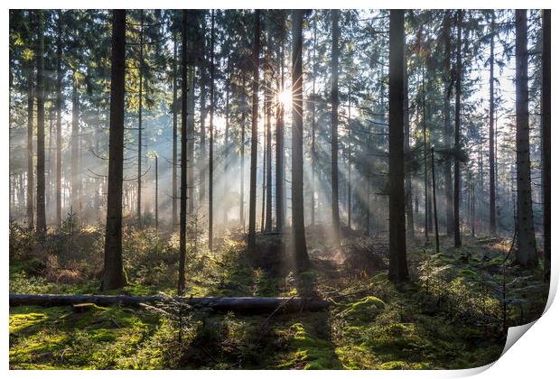 Sunrays Shining Through Misty Forest Print by Arterra 