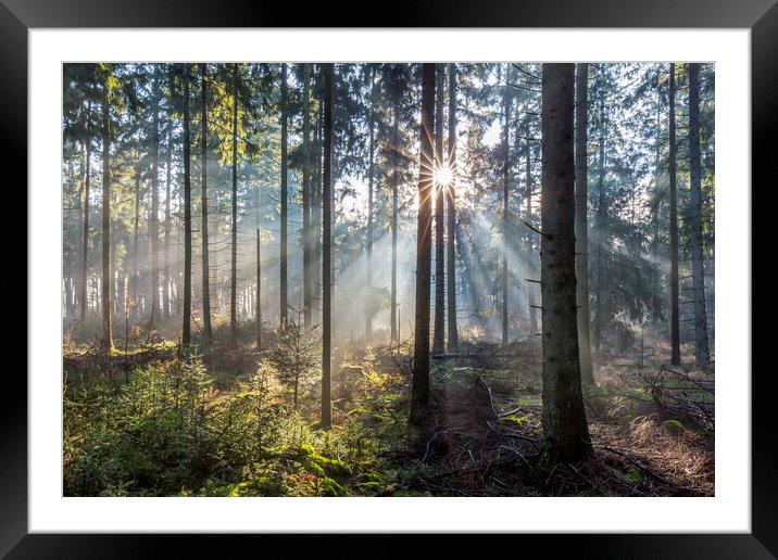 Sunbeams in Pine Forest Framed Mounted Print by Arterra 